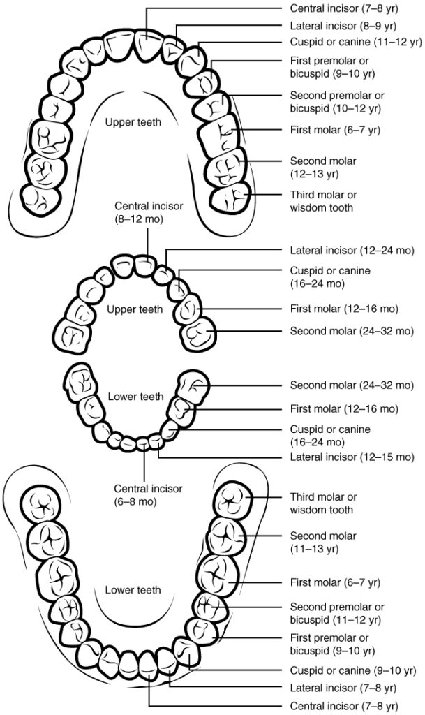 Primary & Permanent Teeth in Humans with Chronology