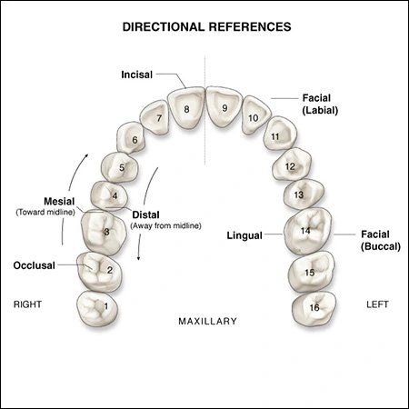 Teeth Surfaces - facial (facial & buccal), palatal, lingual, mesial, distal, incisal, occlusal